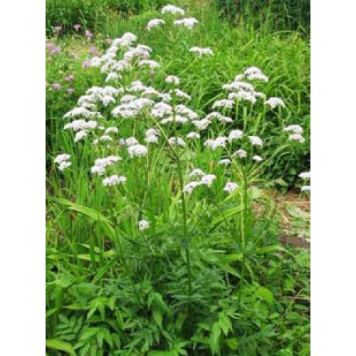 Валерианелла колосковая 1гр